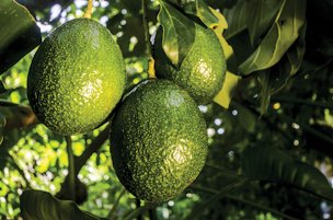 Credit: Alfredo Anex, Edible South Florida Florida avocados