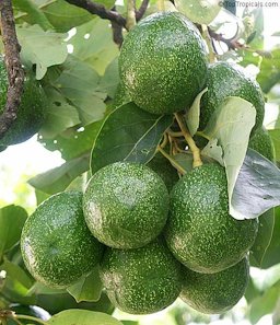 Avocado 'Choquette' grafted.