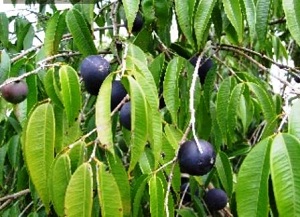 Credit: Chiranjit Parmar, fruitipedia.org Blue grape foliage and fruits