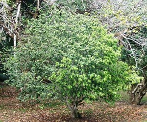 Credit: Chiranjit Parmar, fruitipedia.org A tree of blue grape