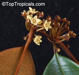 Inflorescence