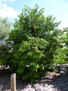 'Sri Kembangem' carambola tree habit