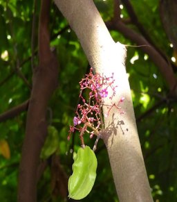 Carambola fruit and flowers