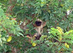 Monkey and carambola fruit