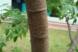 Carambola trunk of a young tree