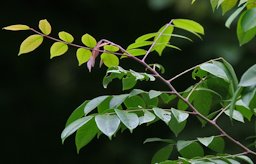 Kamrakh Averrhoa carambola in Kolkata, West Bengal, India.