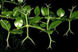 Carissa macrocarpa, thorns; Kirstenbosch National Botanical Garden, Cape Town, Western Cape, South Africa