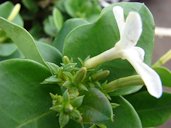 Carissa macrocarpa (Natal plum). Leaves and flowers. Shopping Center Pukalani, Maui, Hawaii