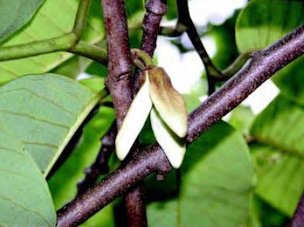 Credit: © 2007, University of Hawai‘i Cherimoya flower