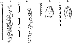 Source: Dowson, 1982 Date palm female flowers.