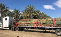 Truck load of Phoenix dactylifera Medjool date palms