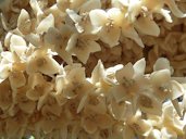 Phoenix dactylifera: flores macho, La Huerta, Albatera, Alicante, Espa&ntilde;a