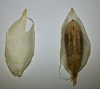 Date palm pit cover (called قِطمِير in Arabic language)