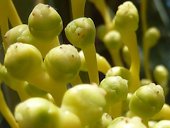 Phoenix dactylifera, flores hembra, La Huerta, Albatera, Alicante, Espa&ntilde;a