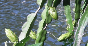 Flower buds