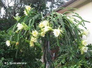 Dragon Fruit in full bloom