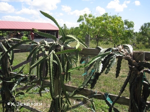 Dragon fruit at Fairchild Tropical Botanical Garden