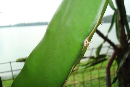 Dragon fruit stem