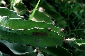 Hylocereus undatus (Cactaceae)