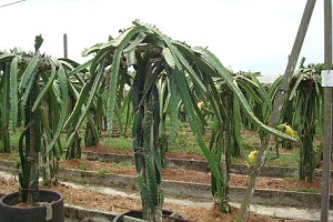 Dragon fruit structure