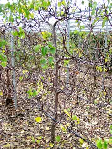 Hunter Apricot