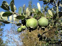 Credit: © 2006 Floridata.com Ripe Feijoa Fruits