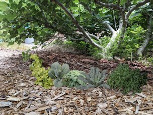 Credit: Diane, GroundBreaking Roots Vegetables growing under Brown Turkey fig, concept