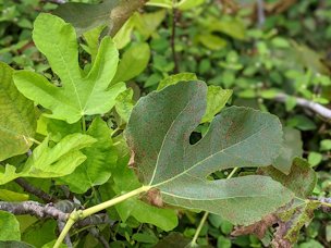 Credit: Diane, GroundBreaking Roots Fig leaf with fig rust