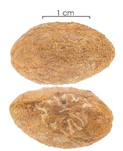 Seeds