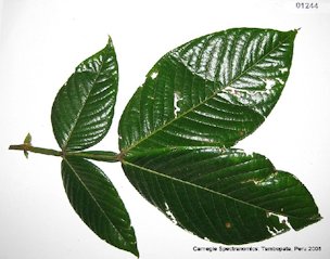 Credit: Carnegie Spectranomics Project, BOLDSYSTEMS Inga macrophylla