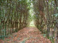 Credit: © Tiiu Miller, Rainforest Saver Mature alley with closed canopy
