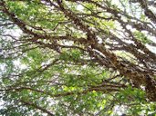 The Jaboticaba fruit is very tasty and interesting. This tree is in the backyard of the house of my parents and bring me a lot of sweet memories from my childhood