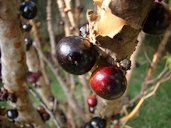 Jabuticaba (Myrciaria cauliflora) fruits, Brazilian Grape Tree, Guaperu, Guapuru, Hivapuru, Ybapuru, mother´s home, Sao paulo. Brazilian native