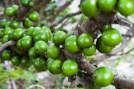 Jaboticabas, ainda verdes. Mais alguns dias e estarão deliciosas.