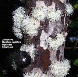 Flowers and fruit