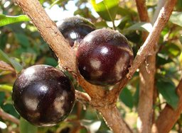 Ripe fruit