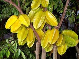 Different stages of ripening for 'Kajang' variety