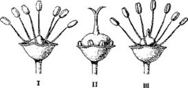 Lychee flower botany