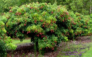 Lychee tree