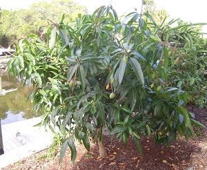 Mango 'Pickering'