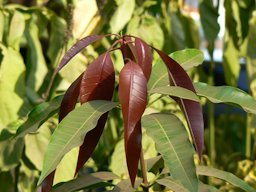 New growth on Mangifera indica