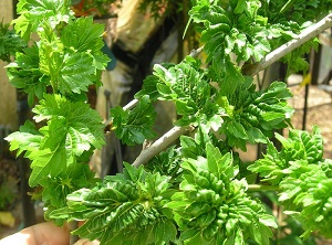 Credit: Brandy Cowley Gilbert, justfruitsandexotics.com Ho’O Mulberry – Bizarre shaped Leaves! Fruits Too!