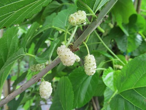 Credit: Brandy Cowley Gilbert, justfruitsandexotics.com White Beauty Mulberry – Sweet White Mulberries!