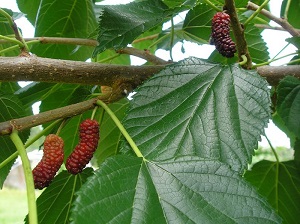 Credit: Brandy Cowley Gilbert, justfruitsandexotics.com Illinois Everbearing Mulberry
