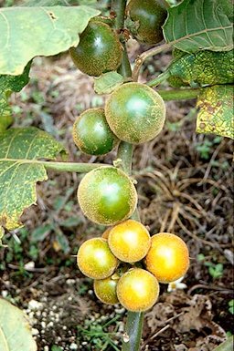 Solanum quitoense