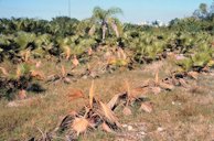 Multiple Washingtonia robusta in this field nursery are being affected by Phytophthora bud rot. Those most affected were juvenile palms in a low-lying area.