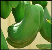 Credit: Barry Madsen, Rare Fruit Club WA Carpelloid pentandria fruit