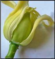 Credit: Barry Madsen, Rare Fruit Club WA Pistillate petal insertion