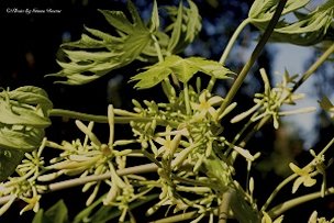 Credti: © Green Deane, eattheweeds.com Papaya blossoms can be he’s, she’s, and them’s