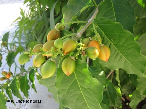 Immature fruit